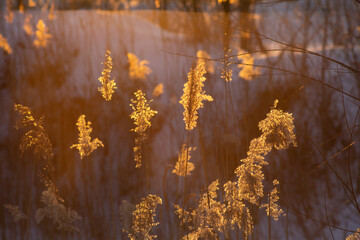 reeds at the sunset