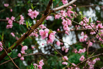 Cherry in blossom 