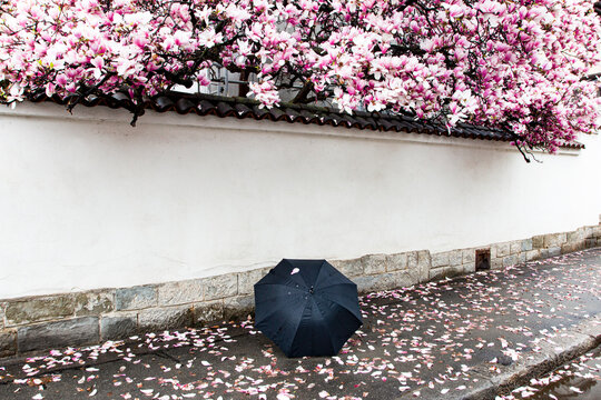Lonely umbrella laying on the street near cherry blossom during rainy day 