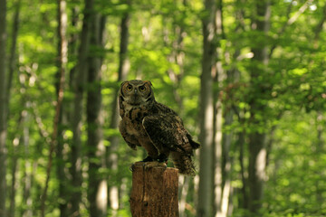 Great horned owl in the forest