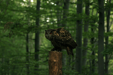 Eurasian eagle-owl in the forest
