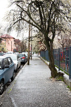 Shower of cherry blossoms ( sakura petals ) falling from tree on the street