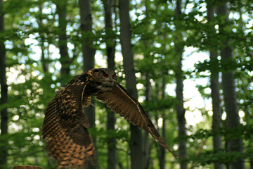 Eurasian eagle-owl flying in the forest