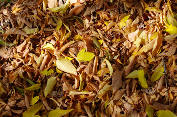 background autumn yellow brown leaves fallen on the group backdrop