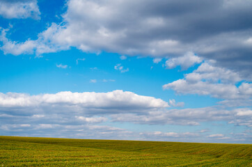 Spring wheat in an endless field and sky with clouds
