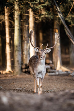 beautiful deer standing in a forest © Csák István