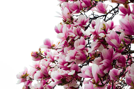 Magnolias in bloom with white background( Close-Up )