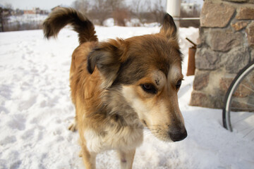 dog in snow