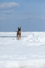 Beautiful Belgian Shepherd dog breed in the snow.