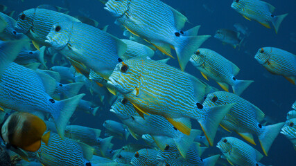 Sailfin Snapper spawning aggregation, Palau