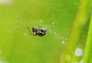 The spider sits on a web on a green background. Close-up.
