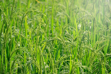 Organic paddy rice, young green ear of paddy in green rice on bright sunny day, agriculture background