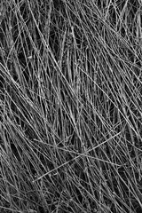 grass background