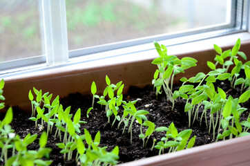 Tomatoes seedlings in container on windowsill. Young sprouts of tomato plant close up.