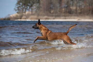 Beautiful Belgian Shepherd dog breed jumping in water