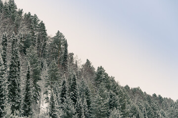 Snowy coniferous forest on hillside. Trees are covered with snow and frost on winter day.