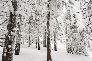 Dense forest with frozen branches. Winter atmosphere of forest travel, soft snow on trees