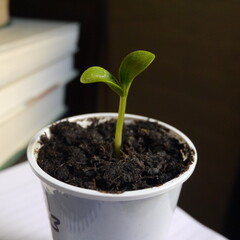 Seed Germinating  in Soil in a Pot