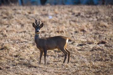 Selective focus photo. Roe deer on field.