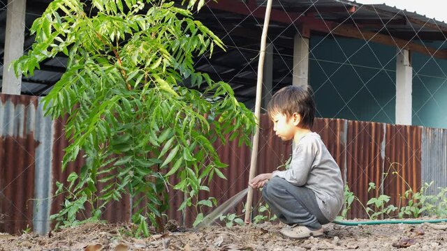 4K Asian cute child boy watering Azadirachta indica neem tree. Kid do gardening at home in summer, happy family activity for nature learning. Concept of agriculture at home.
