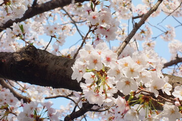 桜の花