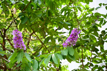 Queen's Flower, Queen's crape myrtle, Pride of India, Jarul, Pyinma or Inthanin Beautiful flowers of Thailand in the garden. 
Focus on leaf and shallow depth of field.
