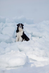 Beautiful Australian Shepherd dog breed in the snow.