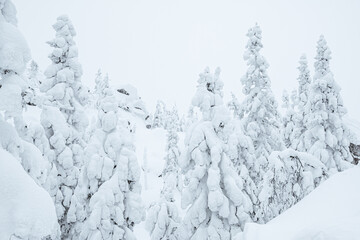 Firs frost on mountain slope covered with snow. Hoarfrost in winter forest