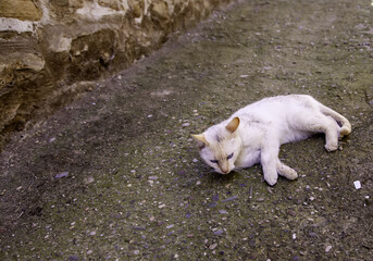 Abandoned stray cat