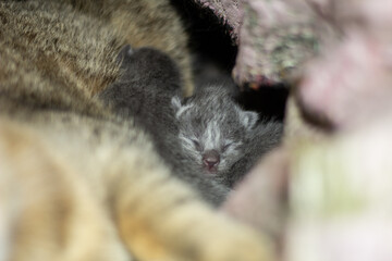 Obraz premium kitten 