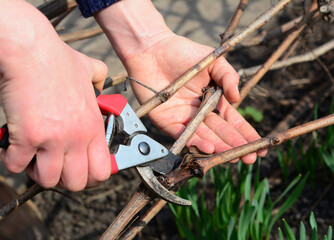 Table grape vine pruning: a gardener is pruning, cutting out, removing old wood and canes of the grave vine in the early spring.