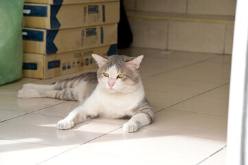 The Thai cat was lying on the edge of the cement wall comfortably.