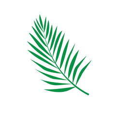 Tropical Palm leaf isolated on white background. Vector icon.