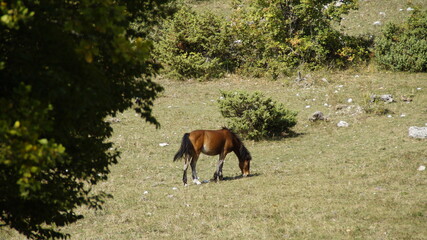 Cavallo al pascolo sul monte Strega