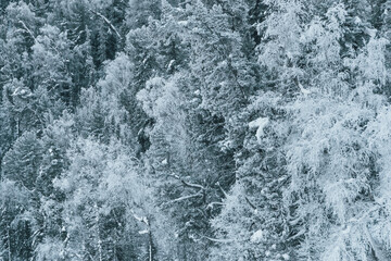 Winter landscape. The forest on hillside is covered with snow and frost. Cold weather in Siberia.