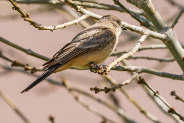 female house sparrow passer domesticus