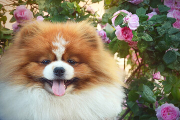beautiful cute dog on the background of pink flowers. human friend. happy face. animal. Pomeranian, German spitz.