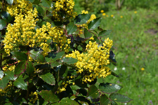 Mahonia aquifolium, Oregon grape mahonia or holly-leaved berberry blooming in the garden. Ornamental evergreen mahonia aquifolium with yellow flowers, inflorescences in spring.