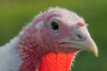 Turkey