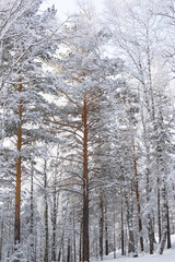 Yellow trunks of tall pines in winter forest. Branches of trees are covered with fresh snow.