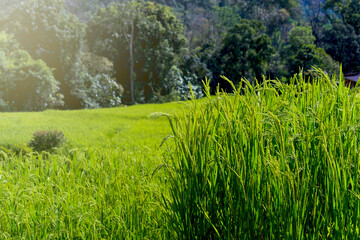 Fototapeta na wymiar Beautiful scenery of green terraced rice fields at Mae Klang Luang village, hill cultivation in Doi Inthanon, Chiang Mai, Thailand