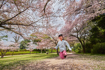 Naklejka na ściany i meble 春の桜満開の公園で花見している可愛い子供の様子