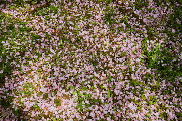 春の公園の地面に落ちる桜の花びらの風景