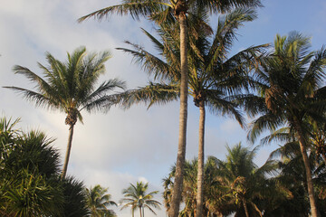 palm trees against sky