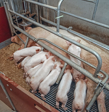 Nursing piglets at the stable. Pigs. Suckling.