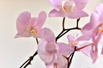 Pink petals of orchid flower on white background.