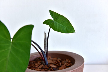 Plant the arrowleaf elephant ear in Brazil as a decorativ houseplant.