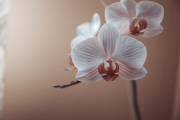 White phalaenopsis flowers on the right. Known as butterfly orchids. Selective focus.