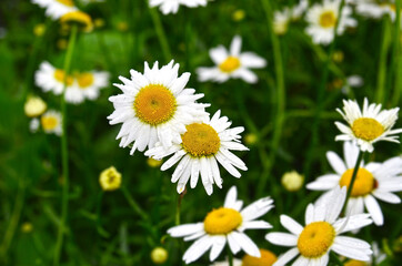 Beautiful camomile flower