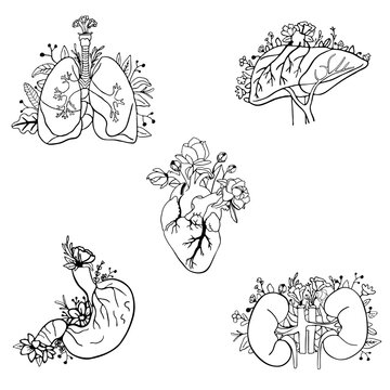 Flat drawn human internal organs icon set with kidneys stomach lungs liver and heart. Set of vector illustrations isolated on white background